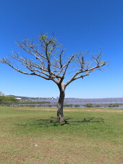 tree in the field