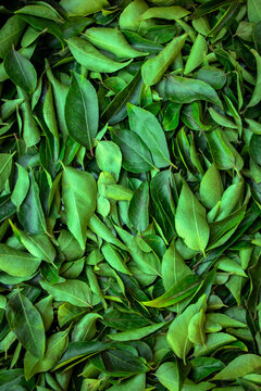 Curry leaves is indian herb.