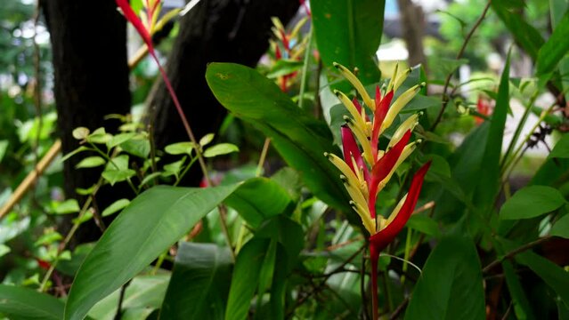 Heliconia Densiflora or bunga pisang pisangan scattered in the wind