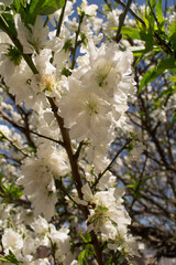 Flores blancas de árbol de Durazno contra cielo azul. Fotos en formatos vertical y horizontal 
