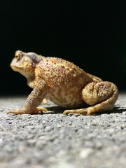 frog on the ground
