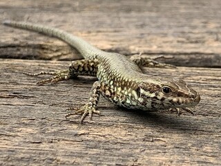 lizard on a rock