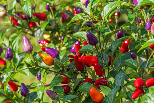 cocktail plant online kaufen Cocktail Giftable Garden  Gardenuity