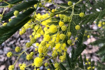 Blooming, yellow mimosa flowers 