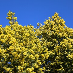 yellow mimosa flowers on blue sky background