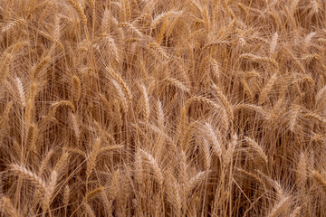 Background Wheat in the field