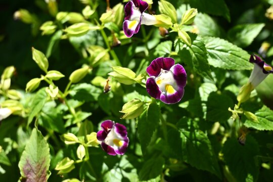Torenia flowers. Linderniaceae tropical flower. It has a long flowering period from April to November, and grows in the shade, making it easy for even beginners to grow.