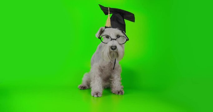 Cute upset funny schnauzer terrier dog, white terrier dog in academic cap, graduation hat, glasses. Green screen. Funny pet intelligence education, study concept. Dog student disappointed in bad study