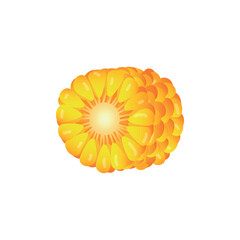 Cut corn cob on white background