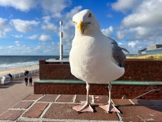 Obraz premium seagull on the pier