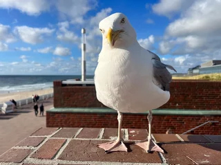 Gartenposter seagull on the pier © Tani Clou