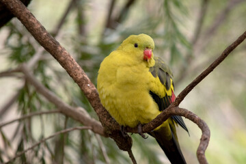 The male Regent Parrot has a general yellow appearance with the tail and outer edges of the wings being dark blue-black