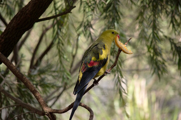 The male Regent Parrot has a general yellow appearance with the tail and outer edges of the wings being dark blue-black