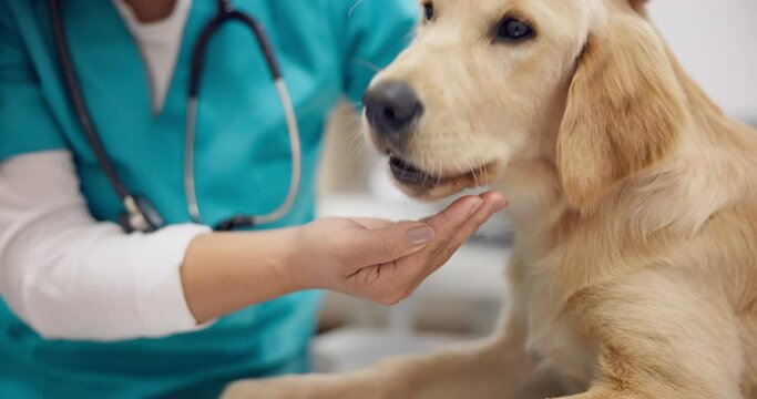 Woman vet, hand and dog eating on table for consultation, medical advice and pet care insurance. Doctor, female veterinarian and Labrador at hospital for professional help, check up and animal clinic