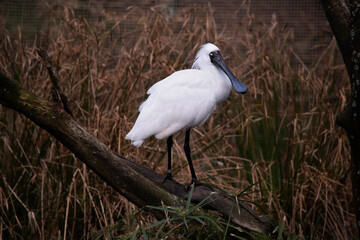 The royal spoonbill is a large white sea bird with a black bill that looks like a spoon. The royal spoonbill has yellow eyebrows and black legs