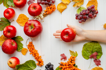 Harvesting of apples, grapes, sea buckthorn. Yellow and green, red leaves. Fruits on white background, top view.