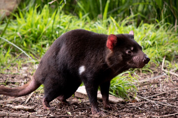 Tasmanian Devils are the size of a small dog. Devils have black fur with a large white stripe across their breast and the odd line on their back.