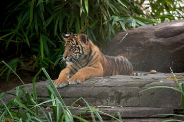 Tiger cubs are born small, blind, and weak. They're born with all their stripes and drink their mother's milk until they are six months old and then only eat meat.