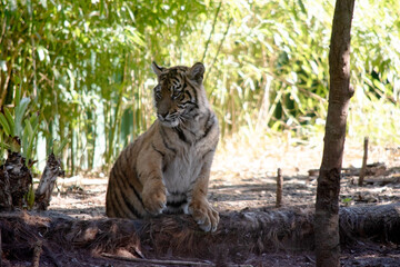 Tigers are powerful hunters with sharp teeth, strong jaws and agile bodies.
