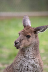 Western grey kangaroos have short hair, powerful hind legs, small forelimbs, big feet and a long tail. They have excellent hearing and keen eyesight.