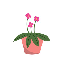 Green blooming houseplant on white background