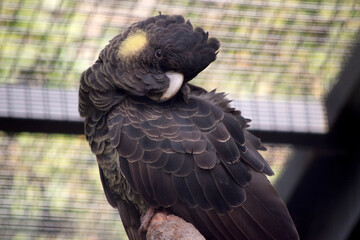 the yellow tailed cockatoo is a black bird with yellow edging on its feathers and a yellow cheek it...