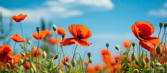 Red corn poppy Papaver rhoeas on meadow sunny sky copy space low angle focused With copyspace for text