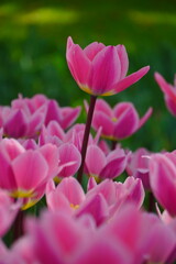 美しいチューリップ