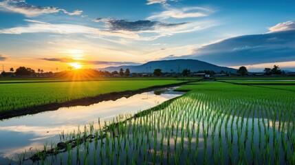a rice field with a sunset in the background with nature in the background - Powered by Adobe