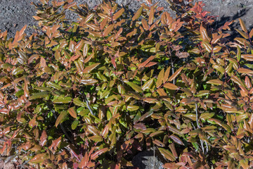 Longleaf Mahonia