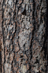 bark of a tree
