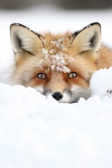 Fototapeta premium a fox lying in snow