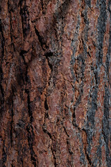 Fototapeta premium Tree bark