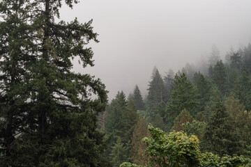 Cloudy mountain forest