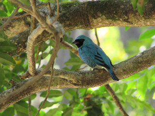 A beautiful male Swallow Tanager perched in a tree