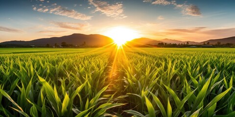 a field of green plants with the sun setting behind it - obrazy, fototapety, plakaty