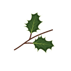 Mistletoe leaves on white background