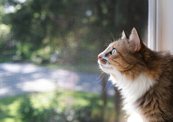 Indoor cat sitting in front of defocused black fly screen and foliage. Cute kitty looking with...
