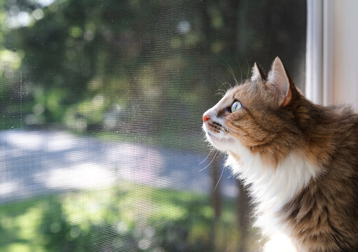 Indoor cat sitting in front of defocused black fly screen and foliage. Cute kitty looking with intense body language out of the window. Long hair calico or torbie cat. Selective focus on face. - Powered by Adobe