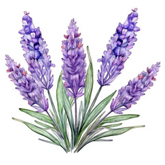 Fototapeta premium Purple bouquet of lavender, isolated on white