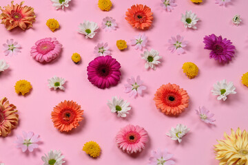 Different beautiful flowers on pale pink background
