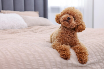 Cute Maltipoo dog on soft bed at home, space for text. Lovely pet