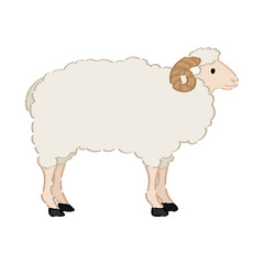 Cute sheep on white background