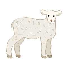 Cute lamb on white background