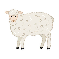 Fluffy sheep on white background