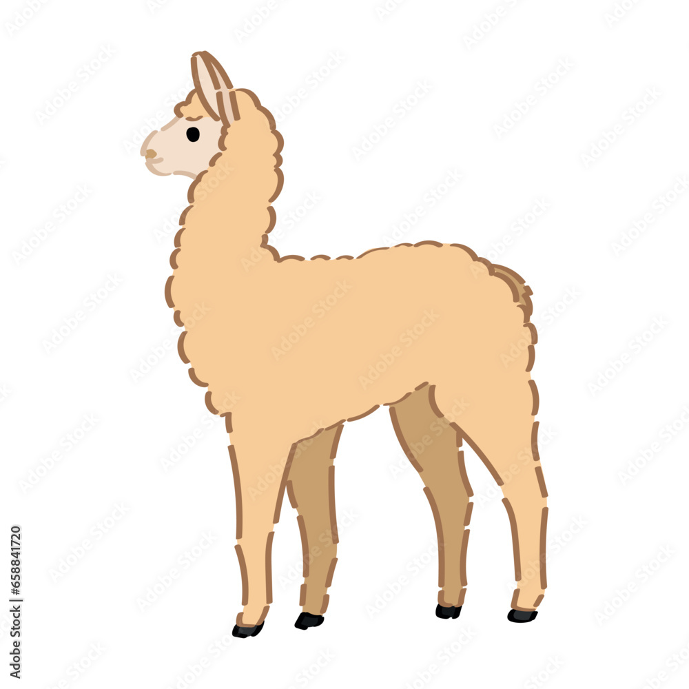 Canvas Prints Baby alpaca on white background