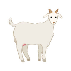 Cute goat on white background