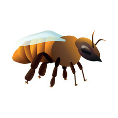 Honey bee on white background
