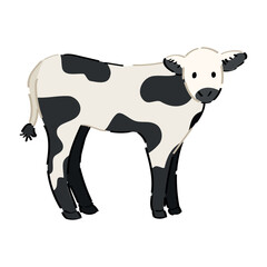 Cute calf on white background