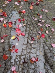red leaves in tire tracks 